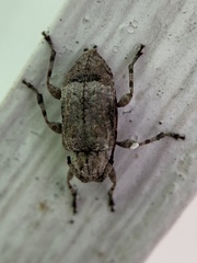 Leptostylus transversus