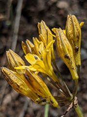 Triteleia crocea