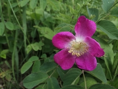 Rosa pendulina