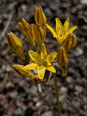 Triteleia crocea