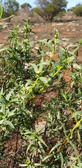 Pimelea microcephala