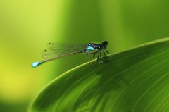 Ischnura cervula