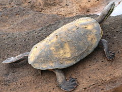 Phrynops williamsi