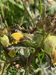 Rhinanthus serotinus