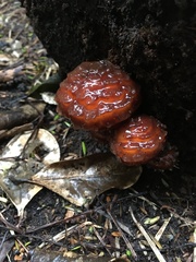 Pholiota glutinosa
