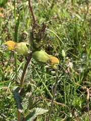 Rhinanthus serotinus