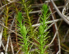 Lateristachys lateralis