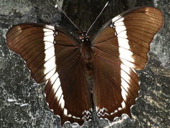 Siproeta epaphus trayja