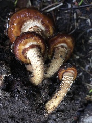 Pholiota glutinosa