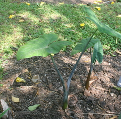 Xanthosoma violaceum