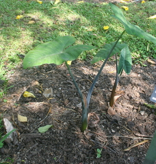 Xanthosoma violaceum