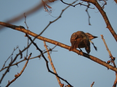 Myiodynastes luteiventris