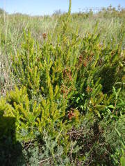 Erica multiflora