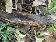 Calocera sinensis
