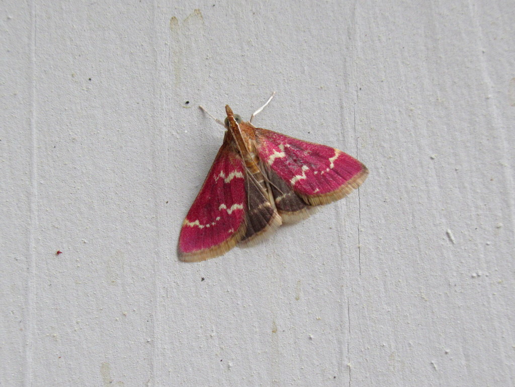Raspberry Pyrausta Moth