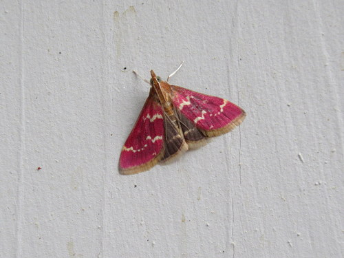 Fulvous-edged and Inornate Pyrausta Moths and Allies photo 5