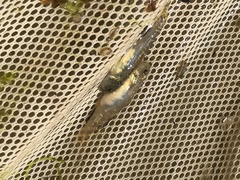 Eucyclogobius newberryi