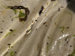 Eucyclogobius newberryi