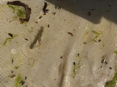 Eucyclogobius newberryi