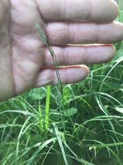 Carex hirta