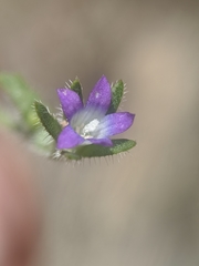 Githopsis specularioides