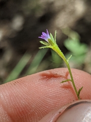 Githopsis specularioides