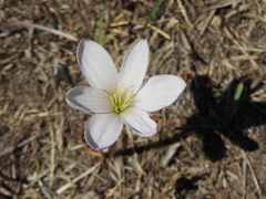 Zephyranthes fosteri