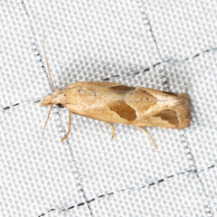 Eugnosta bimaculana