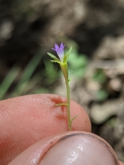 Githopsis specularioides