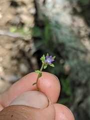 Githopsis specularioides