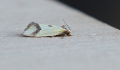 Agapeta zoegana