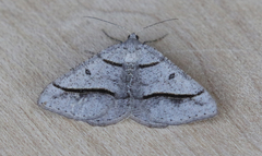 Digrammia neptaria