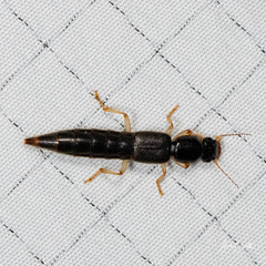 Pinophilus