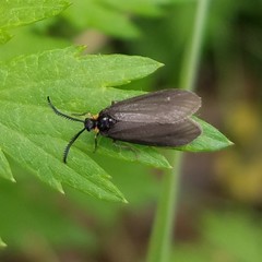 Acoloithus falsarius