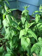 Campanula rapunculoides