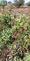 Pimelea microcephala