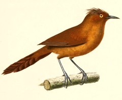 Grey-Crested Cacholote photo 5