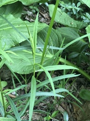 Dulichium arundinaceum