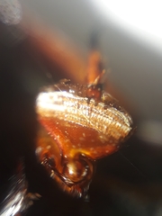 Megadytes lhermineri