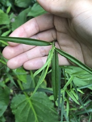 Dulichium arundinaceum