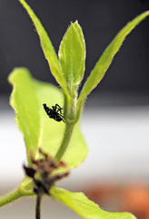 Lycorma delicatula