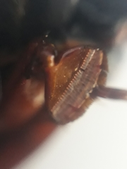 Megadytes lhermineri