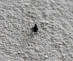 Lycorma delicatula