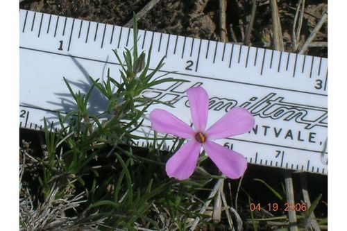 Sagebrush Phlox Phac Octc Flora Guide · Inaturalist