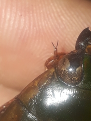 Megadytes lhermineri