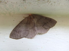 Lambdina pellucidaria