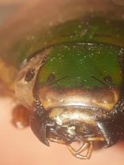 Megadytes lhermineri