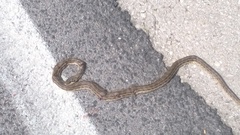 Elaphe quatuorlineata