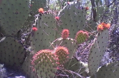 Opuntia stenopetala
