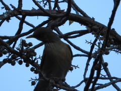 Turdus rufopalliatus